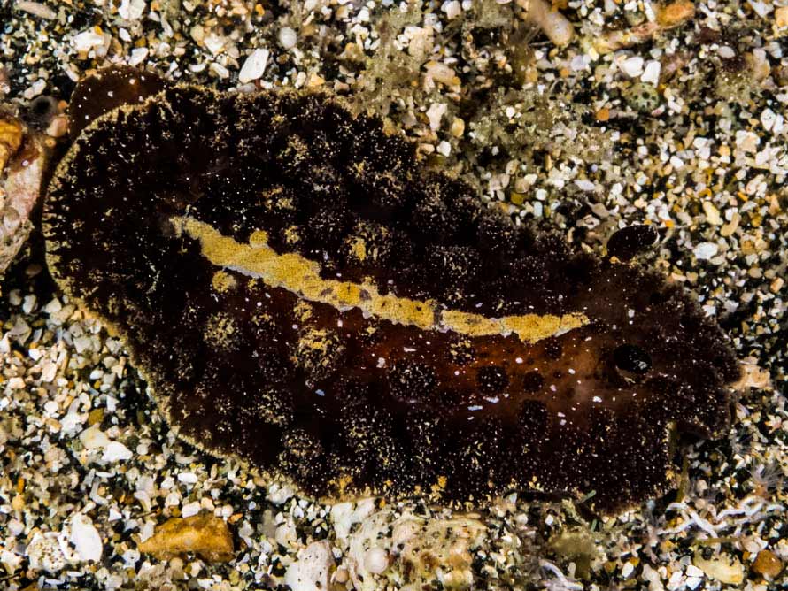 Atagema intecta